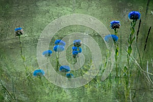 My flower background hargita otto photo