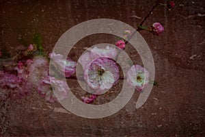 My flower background hargita otto photo