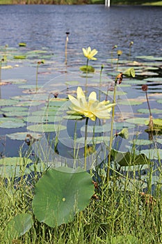 Interesting Water Lily