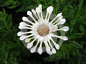 Interesting White Flower