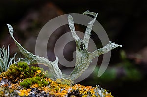 An interestingly shaped cartilage lichen photo