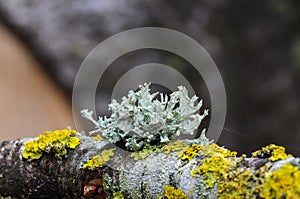 An interestingly shaped ramalina grows on a dried cherry branch photo