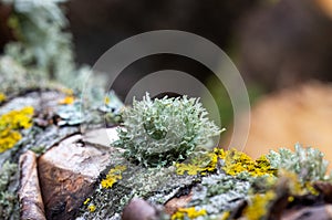 An interestingly shaped ramalina grows on a dried cherry branch photo