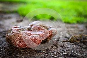 Interestingly shaped rock in the mud with moss