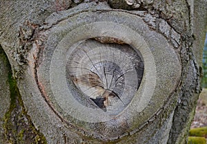 Interestingly shaped tree trunk, southern Bohemia
