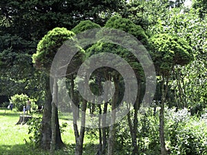 Interestingly trimmed small bushes-round-shaped trees in the Botanical garden