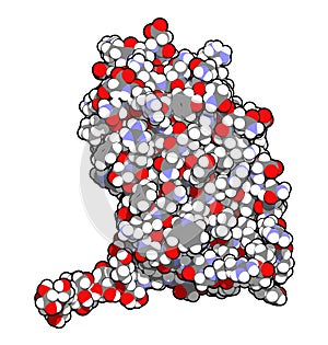 Interferon beta molecule, chemical structure. Cytokine used to treat multiple sclerosis (MS photo