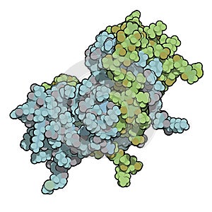 Interferon gamma (IFNg) cytokine molecule, chemical structure. R photo