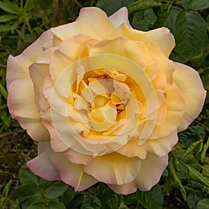Interieur photo of blooming flower Hybrid Tea rose, `Peer Gynt`. Garden roses, ornamental, popular flowering plants in the world