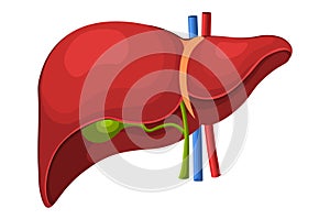 Human liver anatomy. Medicine concept. photo