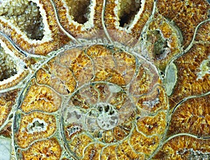 Interior of an amonite in close-up