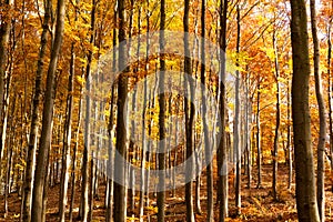 Interior of Autumn Beechen Forest, Sulov Mountains, Slovakia