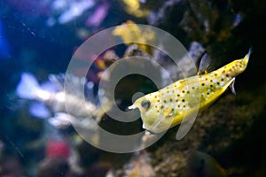 interior of The Barcelona aquarium (L\'aquarium De Barcelona