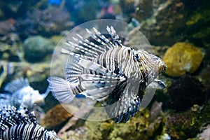 interior of The Barcelona aquarium (L\'aquarium De Barcelona