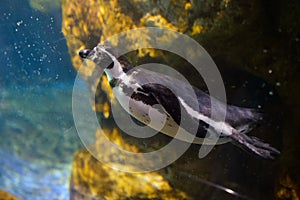 interior of The Barcelona aquarium (L\'aquarium De Barcelona