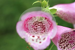 The interior of a blooming digitalis.