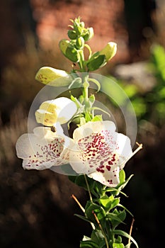 The interior of a blooming digitalis.