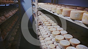 Interior of cheese maturing storehouse on dairy factory with abundance of wheels of goat cheese