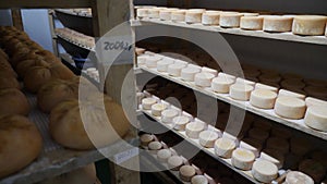 Interior of cheese maturing storehouse on dairy factory with abundance of wheels of goat cheese