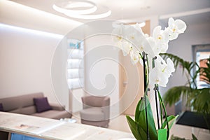 Interior of cosmetology clinic. Beige colors. White flowers on the desk. Reception