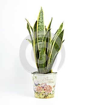 Sansevieria trifasciata or Snake plant in pot on a white background photo