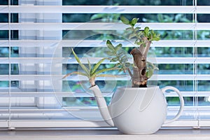 Interior design accessory. Unusual white teapot indoor bonsai plant pot