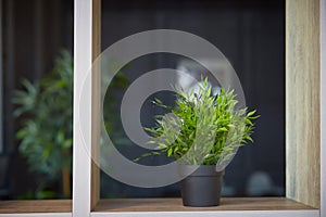 Interior design. Home decoration with potted flowers. Pogonatherum paniceum in a flower pot on a shelf