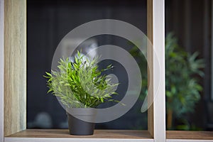 Interior design. Home decoration with potted flowers. Pogonatherum paniceum in a flower pot on a shelf