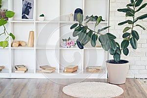 Interior design of room with white square cells, shelves, with plant Ficus elastica Robusta, candles, green leaves