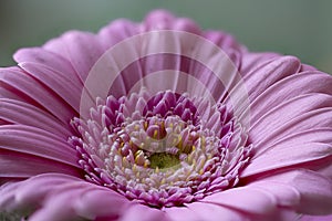 Interior of a Gerbera capitulum, magenta