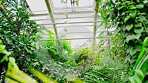 Interior of the giant greenhouse with tropic plants and butterflies in Botanic Garden, Prague, Europe