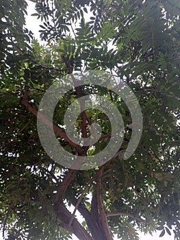 Interior of green tree leaves in autumn photo