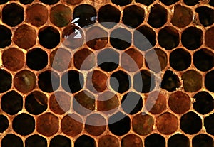 Interior of an honeycomb with colorful perga. photo