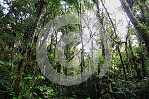 Interior of humid cloudforest