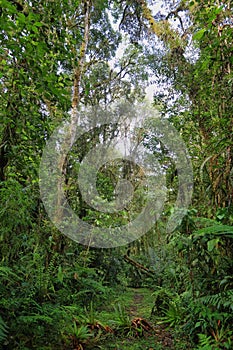 Interior of humid cloudforest