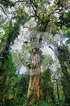 Interior of humid cloudforest