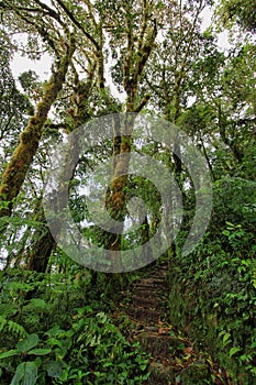 Interior of humid cloudforest