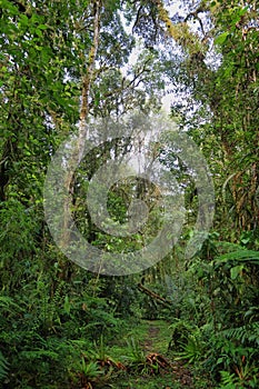 Interior of humid cloudforest photo