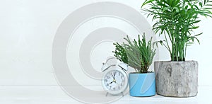 Interior image of wooden table with green plant over white wall background