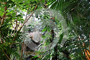 The interior of the Jardin d'hiver greenhouse