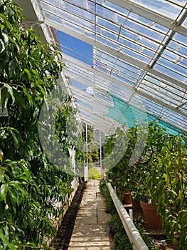 Interior of a large greenhouse.