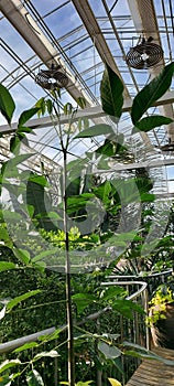 Interior of a large heated tropical glasshouse.
