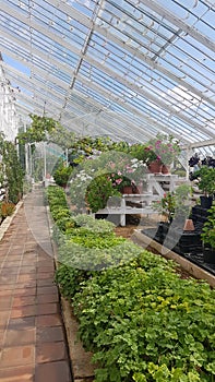 Interior of a large Victorian glasshouse.