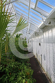 Interior of a large Victorian greenhouse.