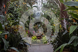 The interior of a lush tropical greenhouse