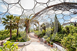 Interior of Mediterranean biome, Eden Project.
