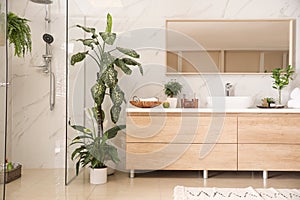 Interior of bathroom with green plants