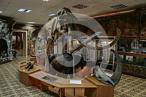 Interior of the national museum of Yakutsk. Skeleton of mammoth in the museum.