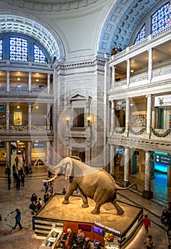 Interior of The National Natural History Museum of the Smithsonian Institution - Washington, D.C., USA