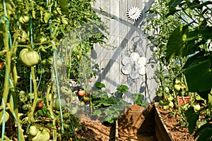 Interior of a greenhouse full of vegetables